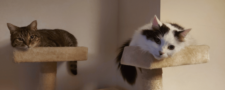 rspca cat scratching post