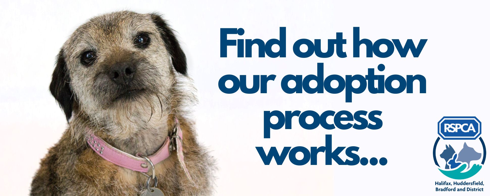 what is the process for adopting a dog