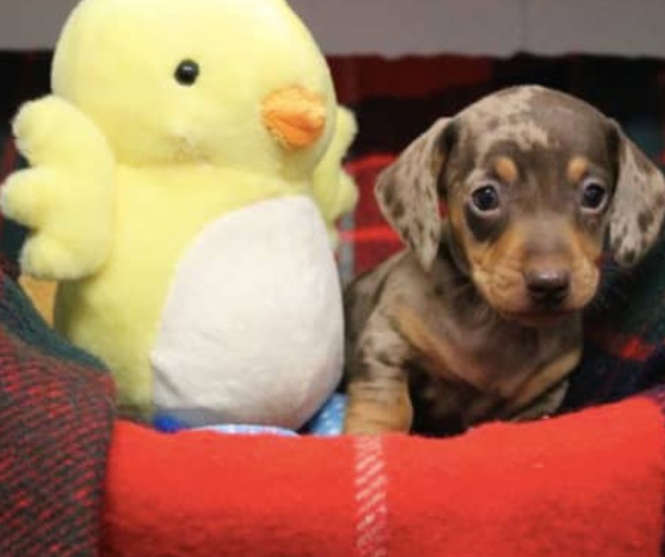 Can You Donate Used Dog Toys