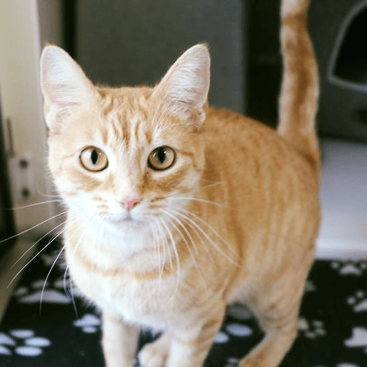 Foster An Animal RSPCA Halifax, Huddersfield, Bradford District Branch