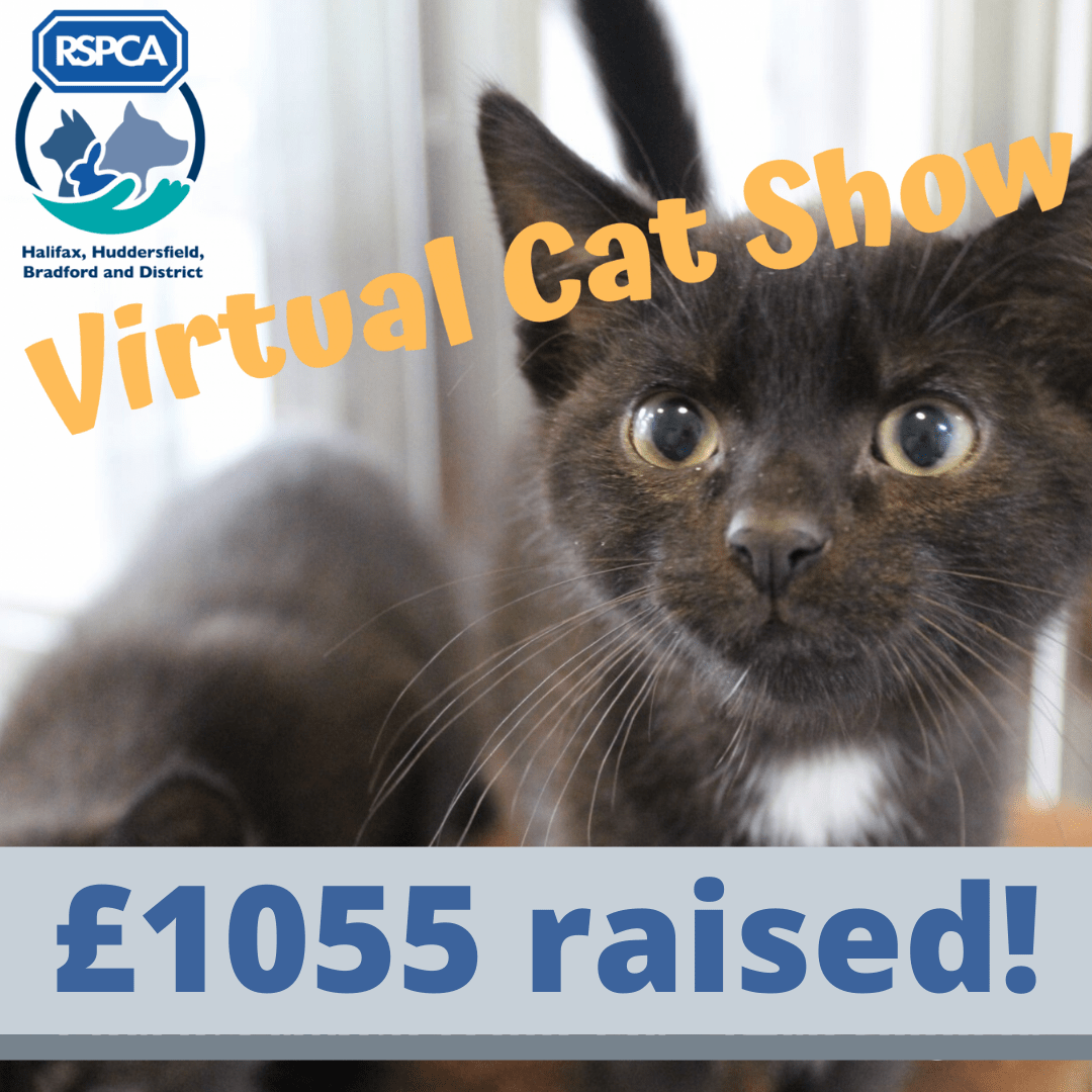 rspca cat scratching post