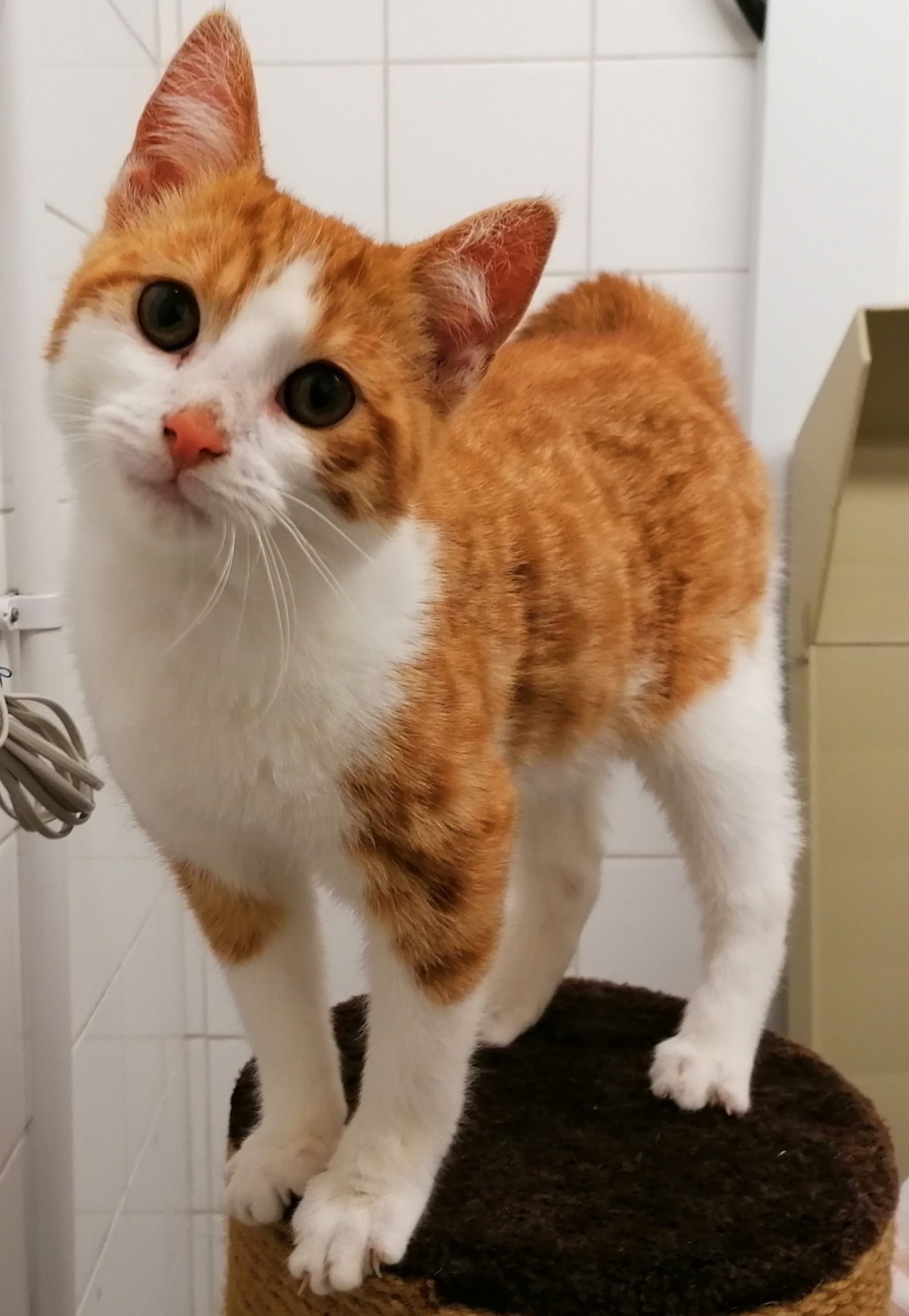 Cat veterinary adoption pack RSPCA Halifax, Huddersfield, Bradford