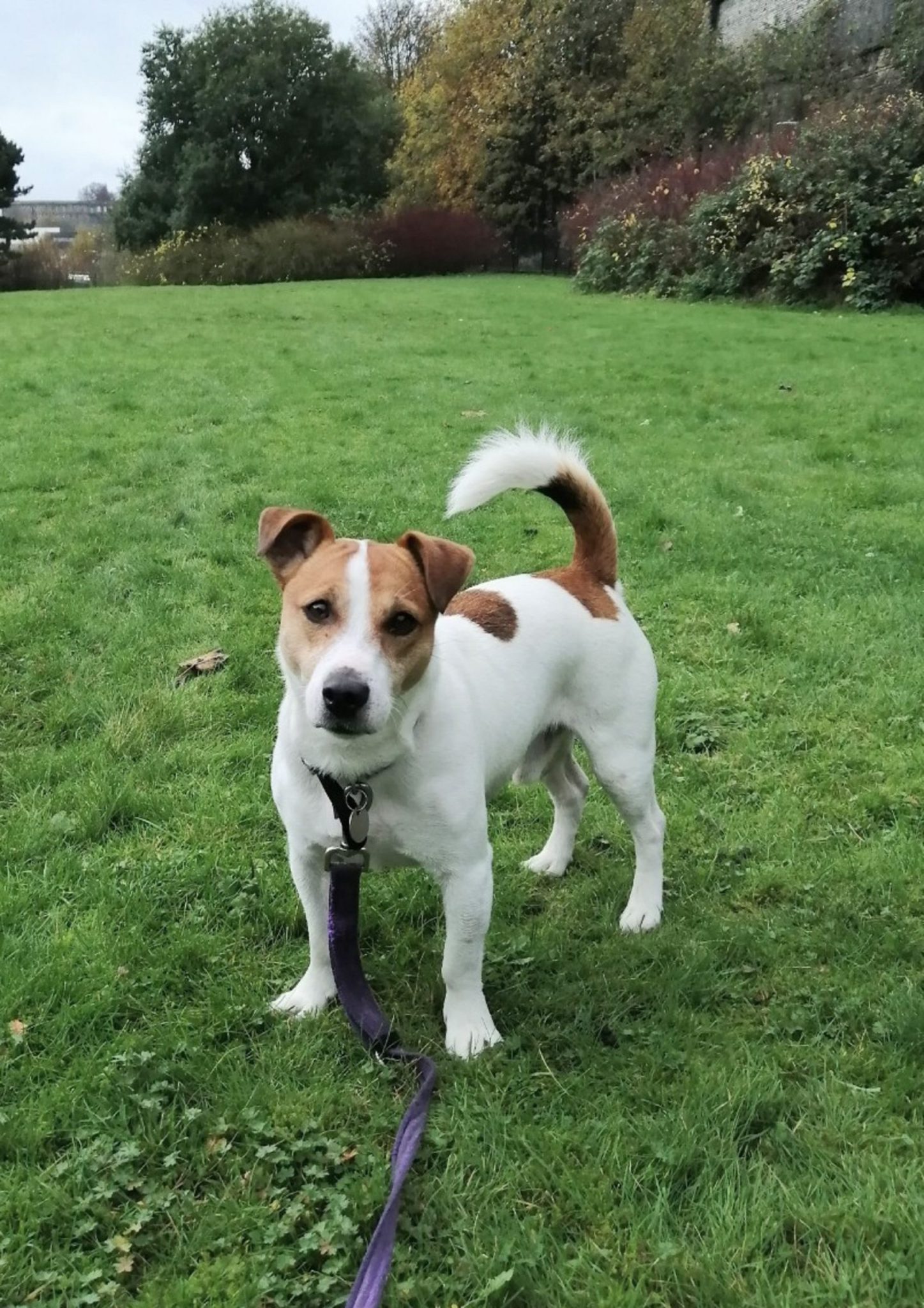 Dog Veterinary starter pack 1020kg RSPCA Halifax, Huddersfield