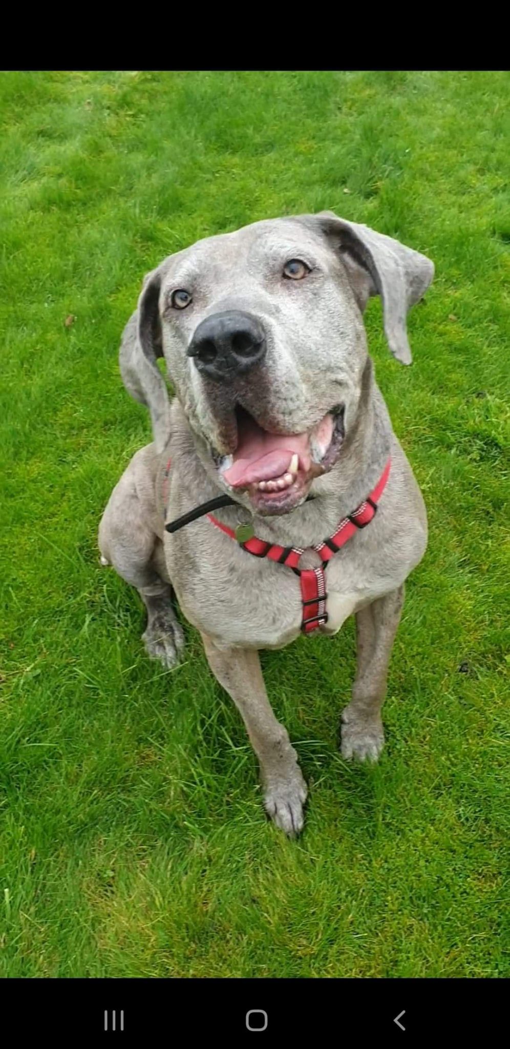 Dog Veterinary starter pack 4060kg RSPCA Halifax, Huddersfield