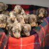 Puppy Veterinary starter pack