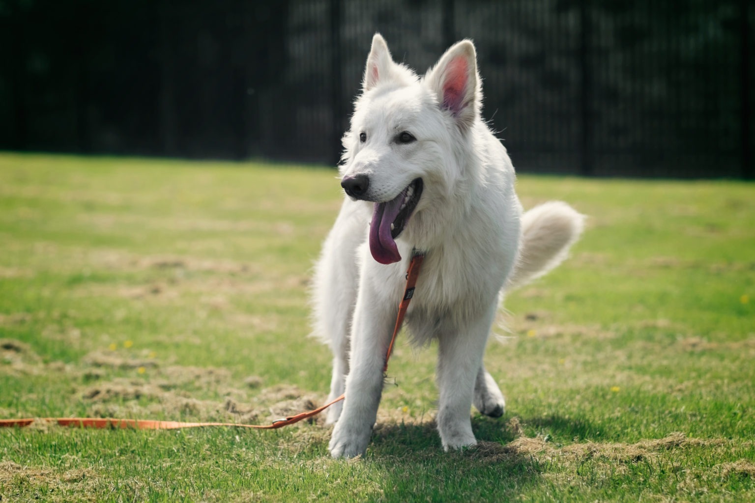 A week of dog shows! - RSPCA Halifax, Huddersfield, Bradford District