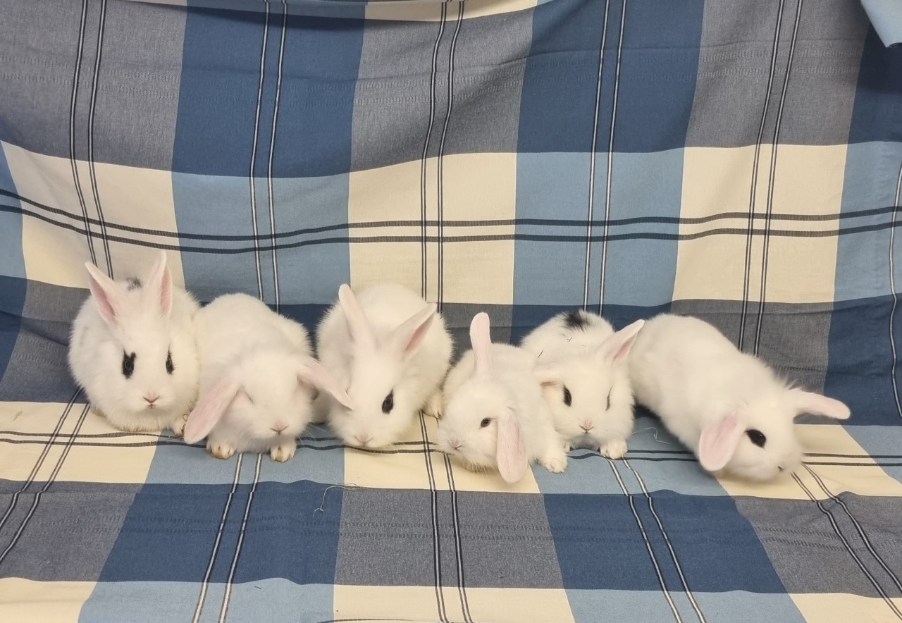 Rehoming rabbits best sale