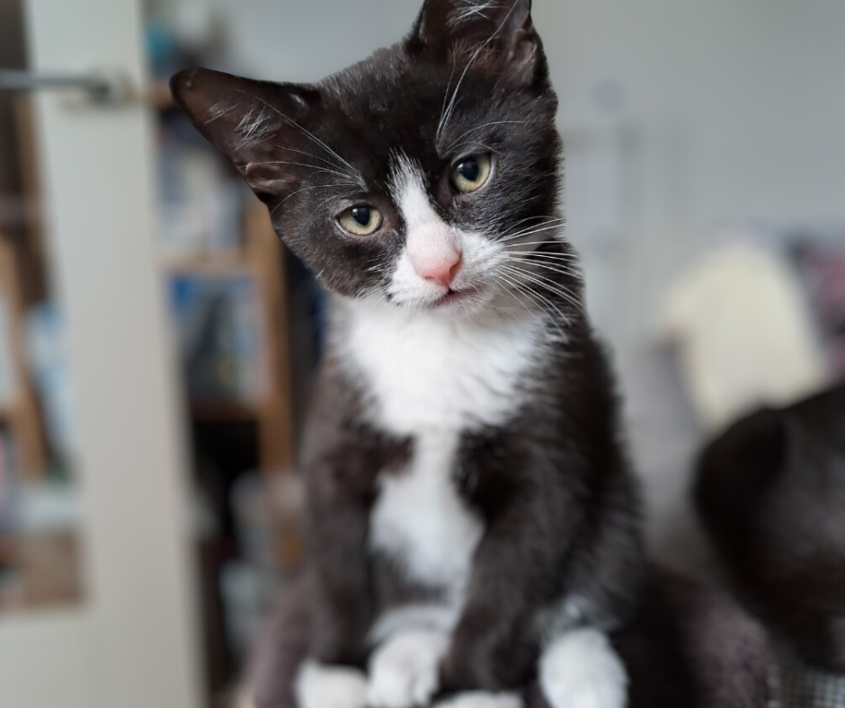 Happy National Cat Day.... our Virtual Cat Show Comp is now OPEN