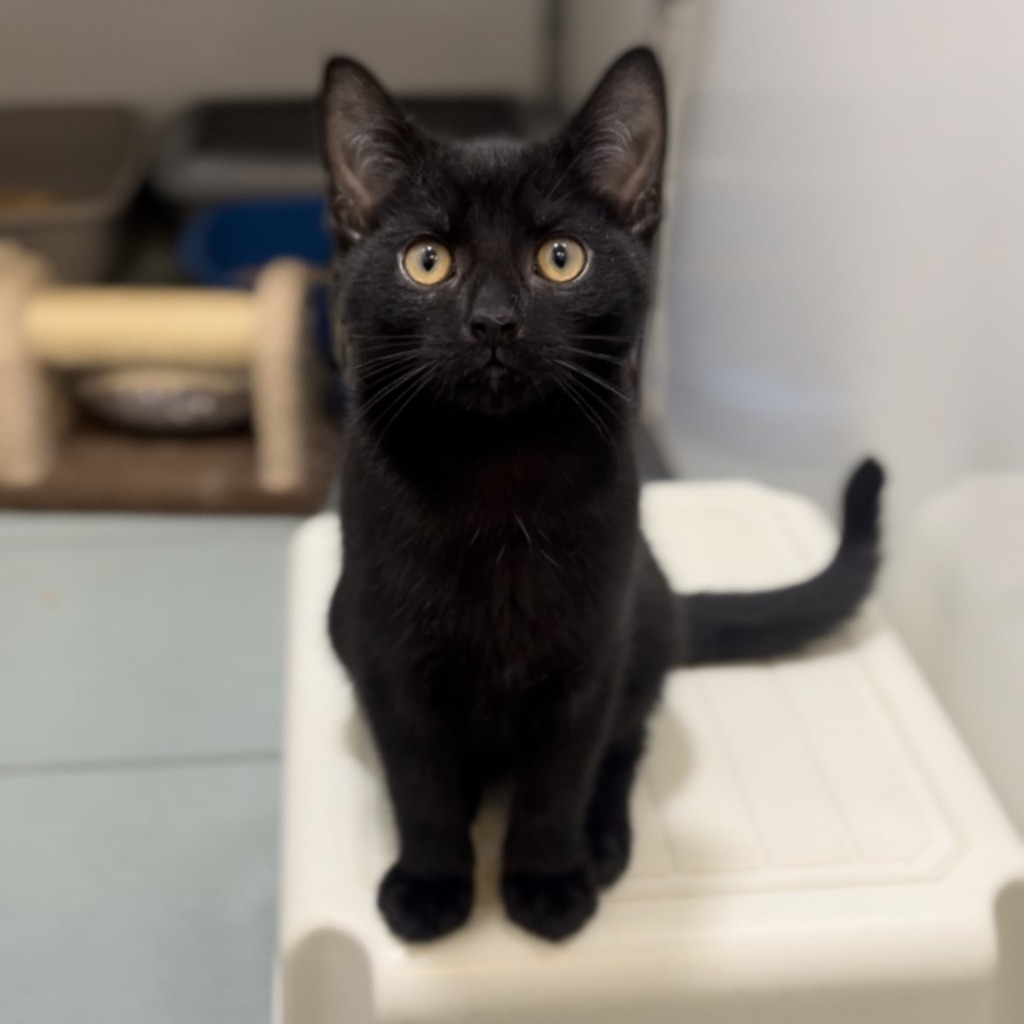 Happy Black Cat Day RSPCA Halifax Huddersfield Bradford