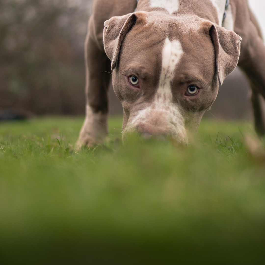 Xl Bully Ban Advice Muzzle Training RSPCA Halifax