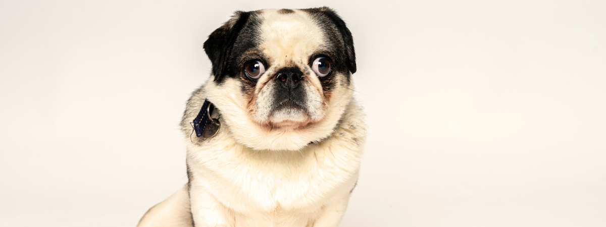 Rspca pet finder cheap