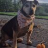 Halloween Slide On Bandana Hey Pumpkin