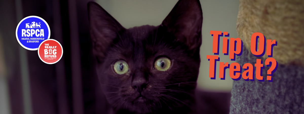 Copy of Copy of Copy of Copy of Copy of Copy of Copy of Copy of Copy of banner dukes (12)