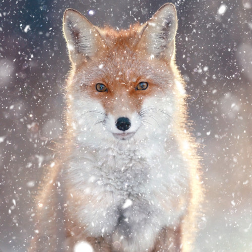 Christmas Fox 10 Cards