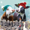 Christmas Friendly Cows 10 Cards