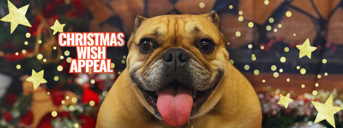 Copy of Copy of Copy of Copy of Copy of Copy of Copy of Copy of Copy of banner dukes (17)