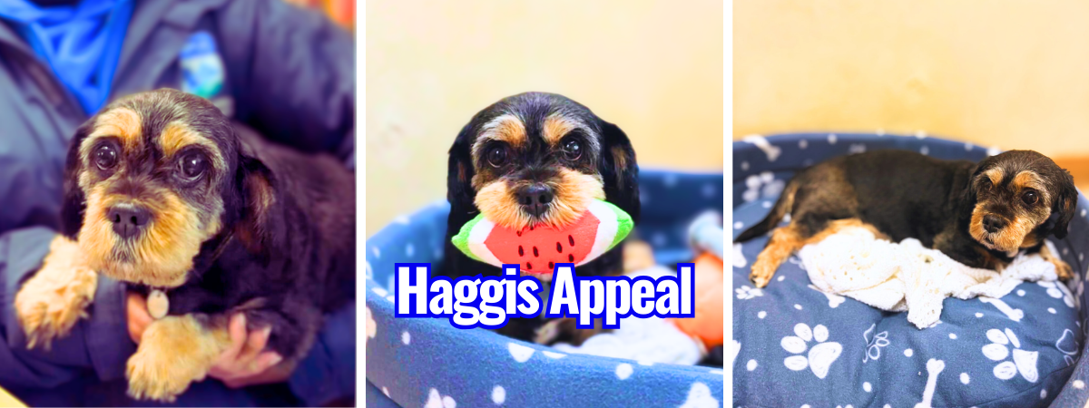 Copy of banners (18)