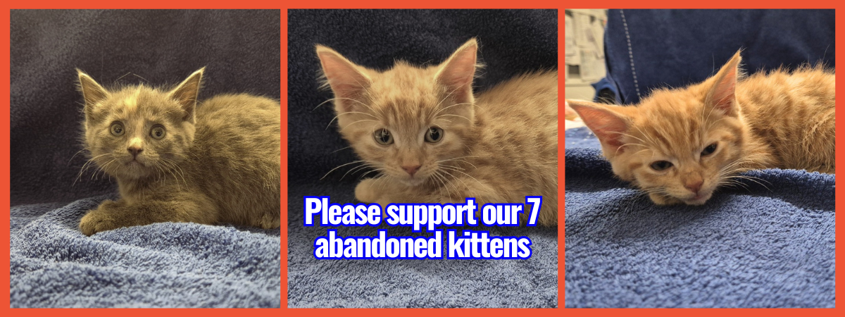 Copy of banners (31)