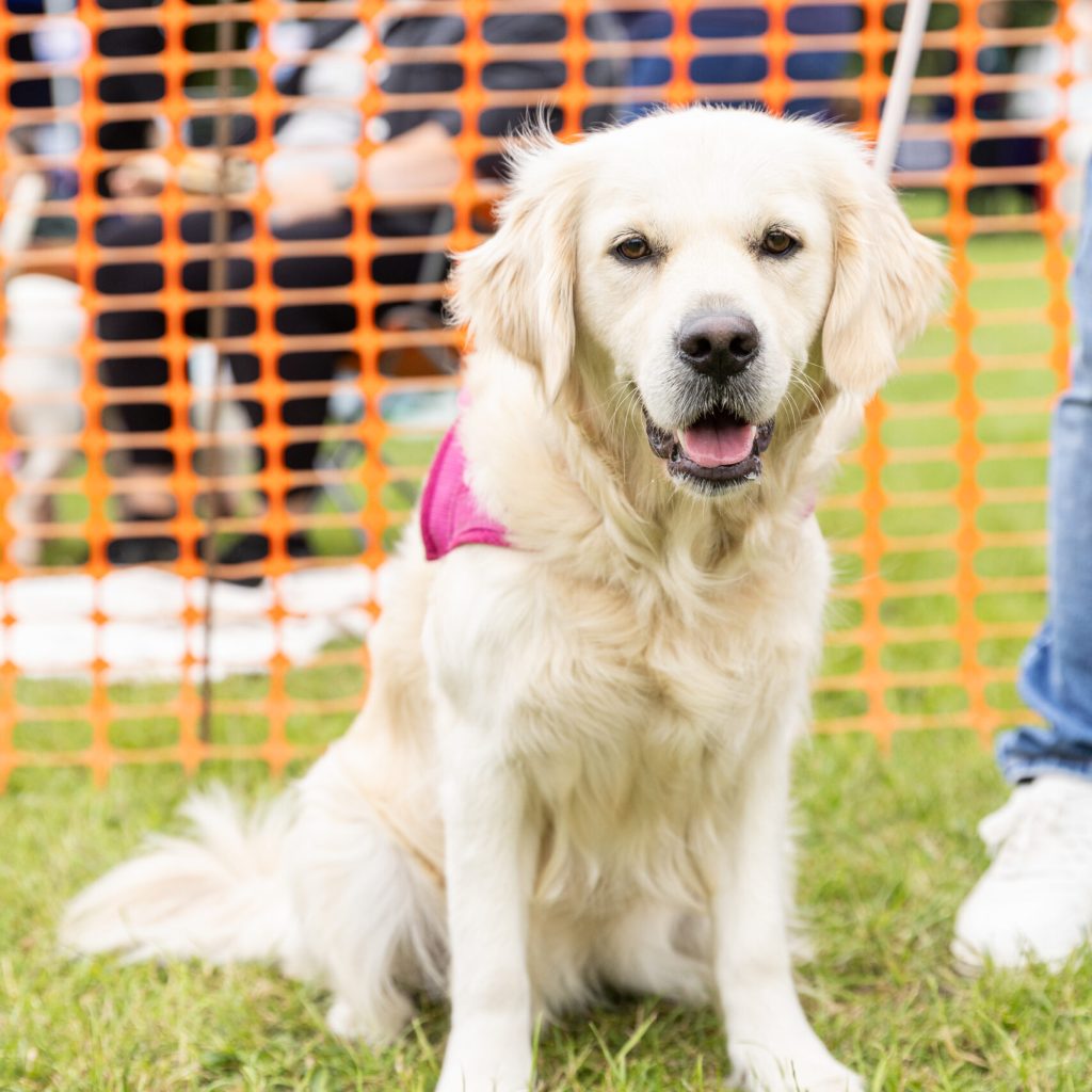 k9 party-371